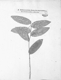 Puccinia sessilis image